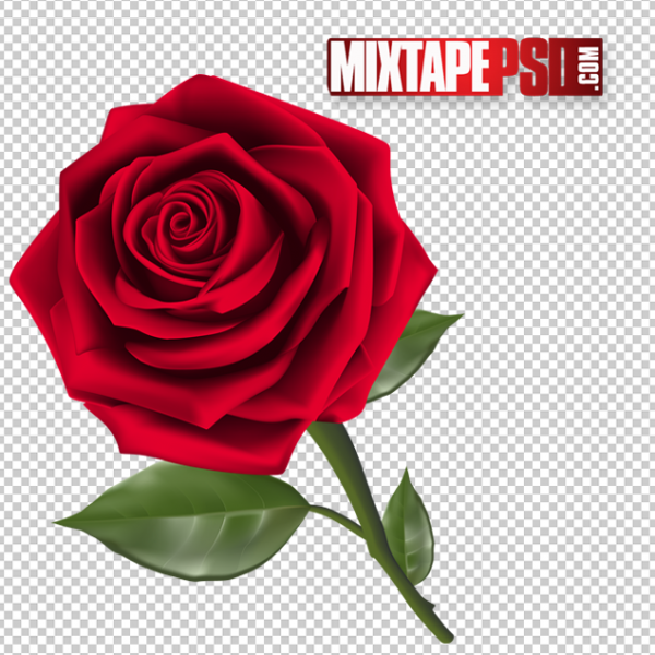 Beautiful Rose PNG