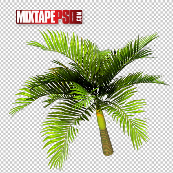 Palm Trees PNG 2