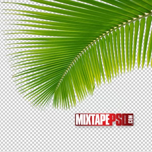 Palm Trees PNG 3, png, pngs, png’s, png images, image png, images png, png backgrounds, transparent png, free png, png tree, png transparent background, free png image, transparent images