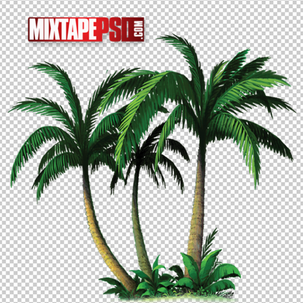 Palm Trees PNG 5