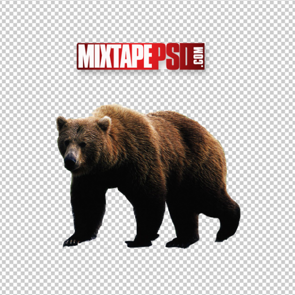 Bear Cut PNG 2, Officialpsds, Officialpsd, png images free, png images transparent background, png images hd, png images for photoshop, png images website, png images for free download, png images download, png images background, png images examples, png images for editing, png images for download, PNG Images