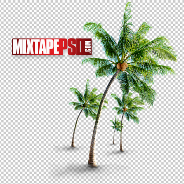 Palm Trees with Coconuts PNG