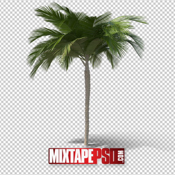 HD Palm Tree 3