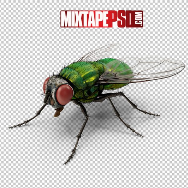 HD Green Bottle Fly 2, Background png Images, Free PNG Images, free png images download, images png, png Background Images, PNG Images, Png Images Free, png images gallery, PNG Images with Transparent Background, png transparent images, royalty free png images, Transparent Background
