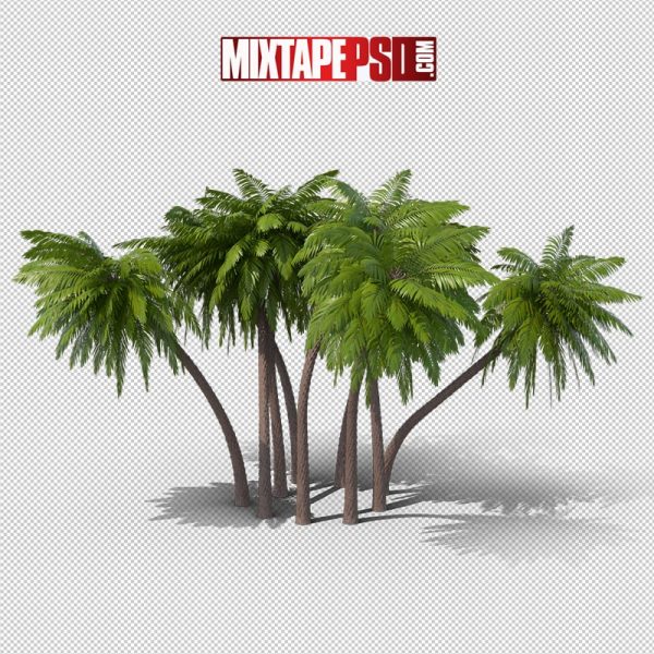 HD Palm Trees 7, png, pngs, png’s, png images, image png, images png, png backgrounds, transparent png, free png, png tree, png transparent background, free png image, transparent images