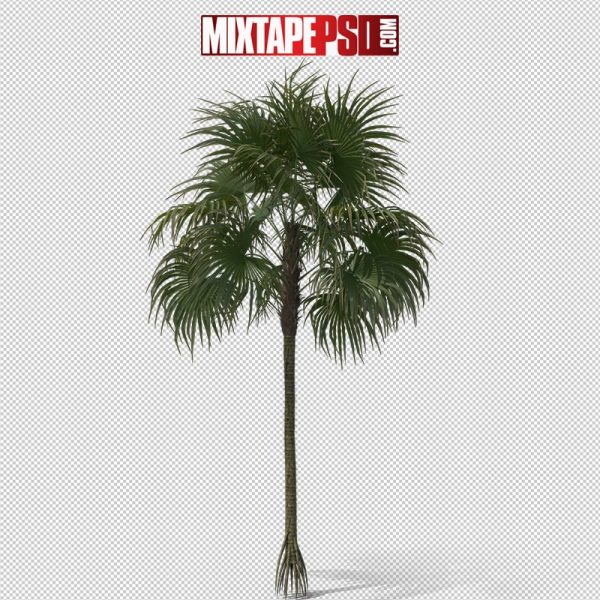 HD Palm Tree Cryosophila 2, png, pngs, png’s, png images, image png, images png, png backgrounds, transparent png, free png, png tree, png transparent background, free png image, transparent images