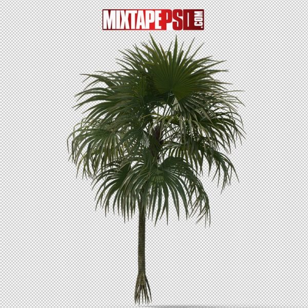 HD Palm Tree Cryosophila, png, pngs, png’s, png images, image png, images png, png backgrounds, transparent png, free png, png tree, png transparent background, free png image, transparent images